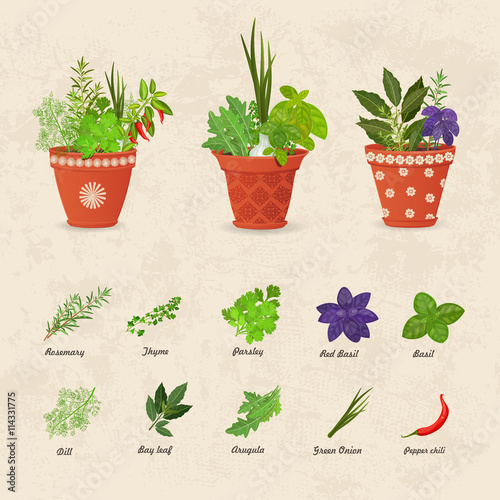rustic collection of different herbs planted in ceramic pots and