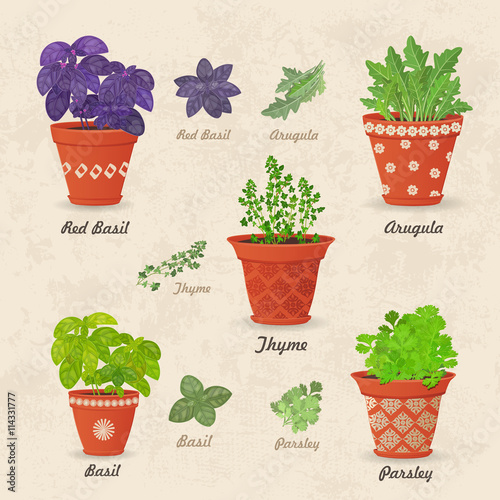vintage collection of different herbs planted in ceramic pots an