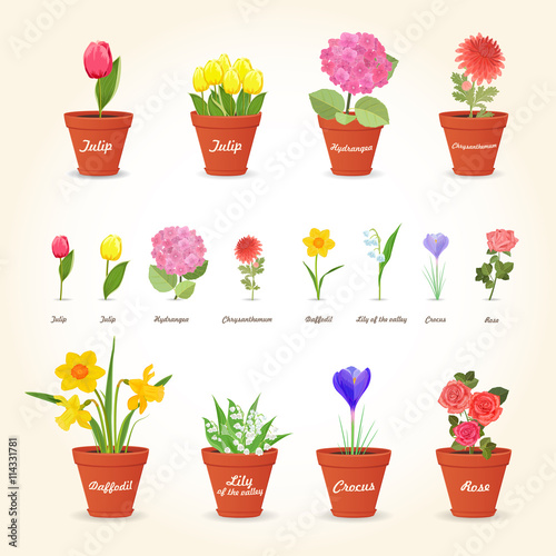 realistic collection of different houseplants in ceramic pots an