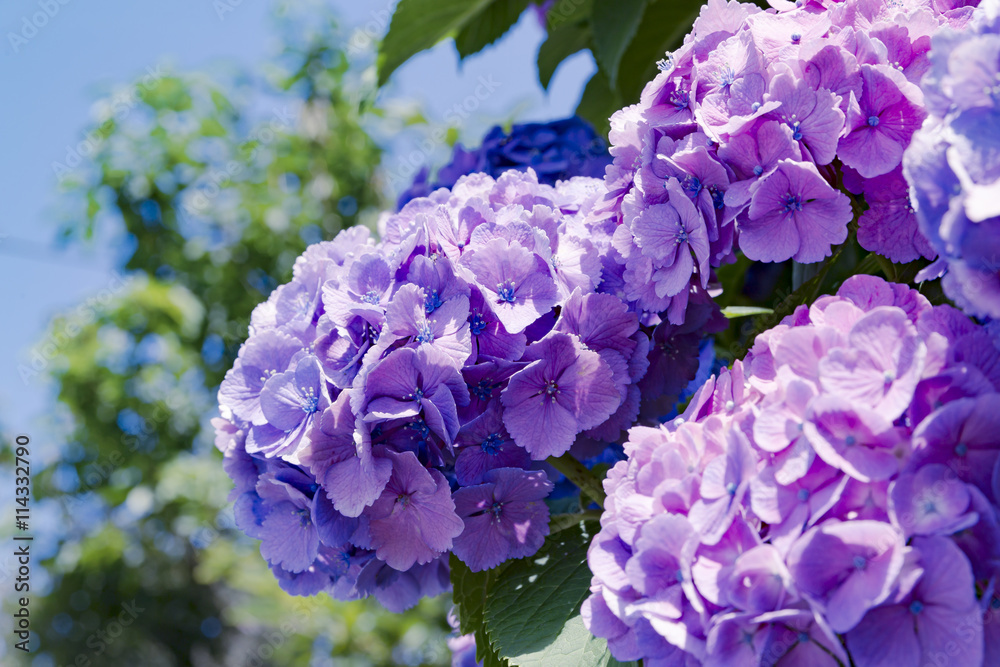 Hydrangea Hydrangea