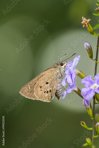 borbo cinnara (Hesperiidae) Butterfly 0n flower photo