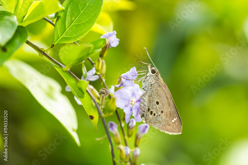 borbo cinnara (Hesperiidae) Butterfly 0n flower photo