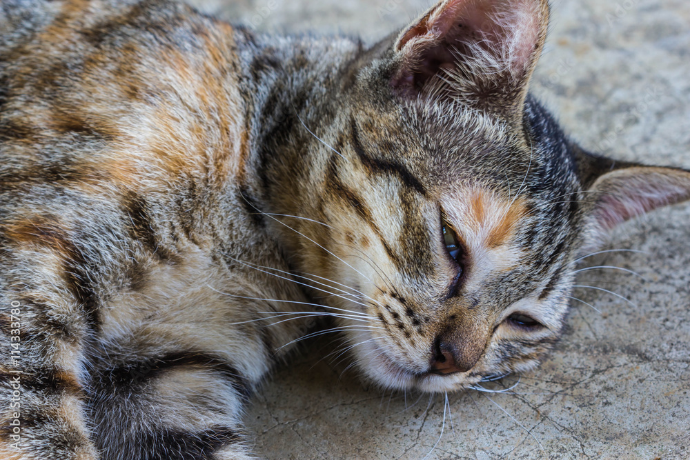 lazy cat sleep on the floor lazy cat sleep on the floor