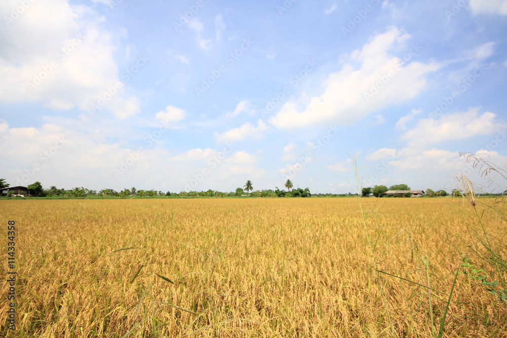 Rice paddy fields natural beauty of Thailand.