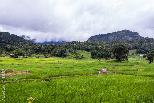 Terraced Rice Field, Pha Mon Chiangmai Thailand