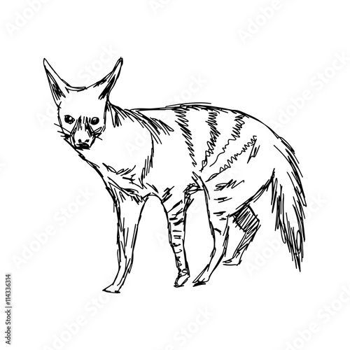 illustration vector hand drawn of aardwolf isolated on white background