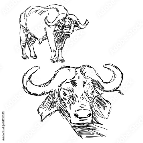 illustration vector hand drawn of  Cape buffalo isolated on white background