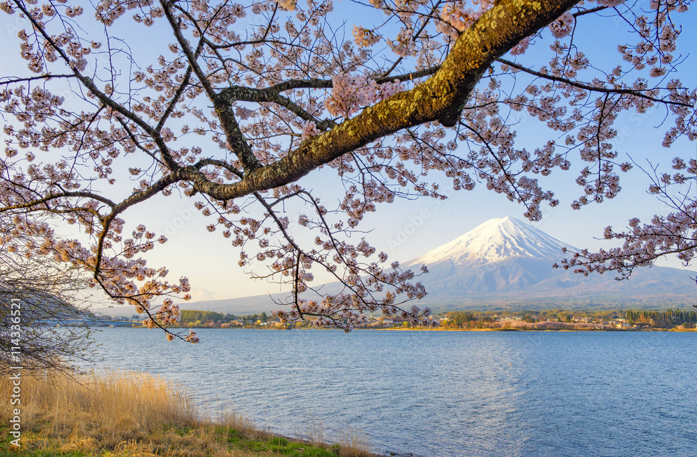 Fuji-san and Sakura Cherry Blossom Brances at Kawaguchiko Lake