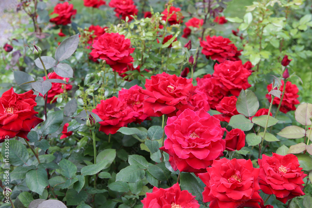 The beautiful shrub roses in the garden. The beautiful shrub roses in the garden.