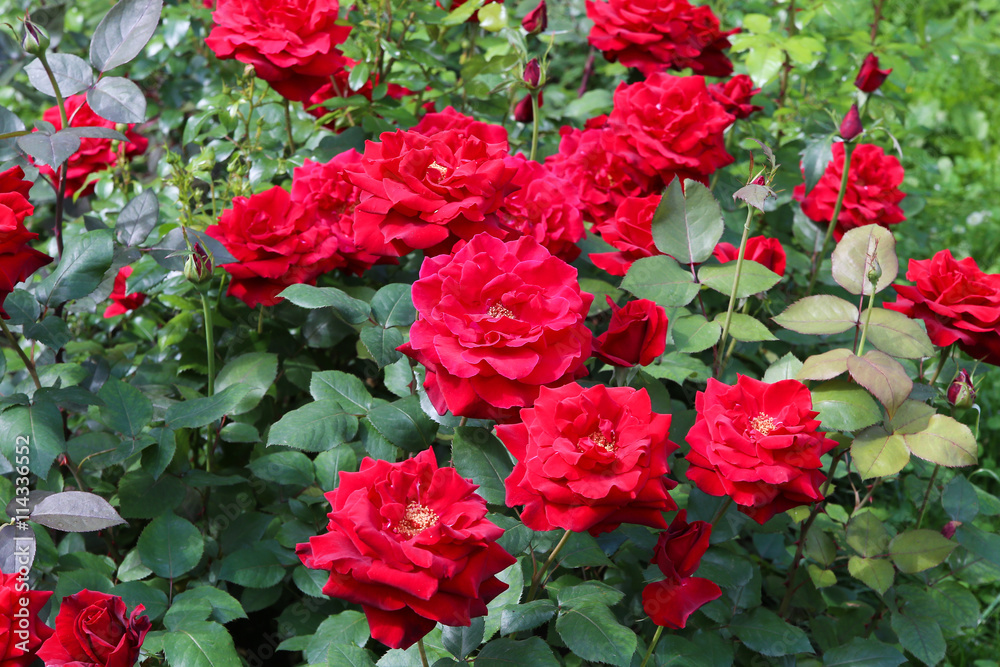 The beautiful shrub roses in the garden. The beautiful shrub roses in the garden.