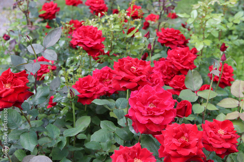 Fototapeta Naklejka Na Ścianę i Meble -  The beautiful shrub roses in the garden.