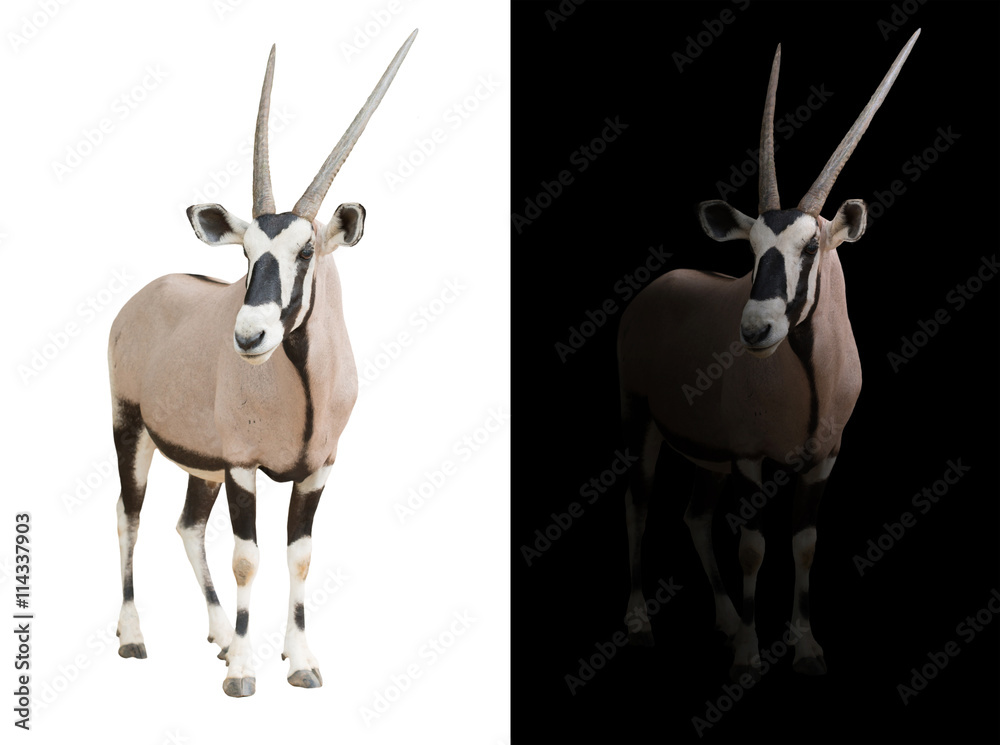 Fototapeta premium oryx lub gemsbok na ciemnym tle