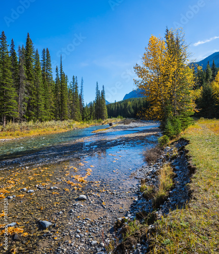 Pine forest in  Banff National Park photo