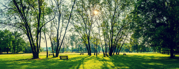 sunny summer park with trees and green grass