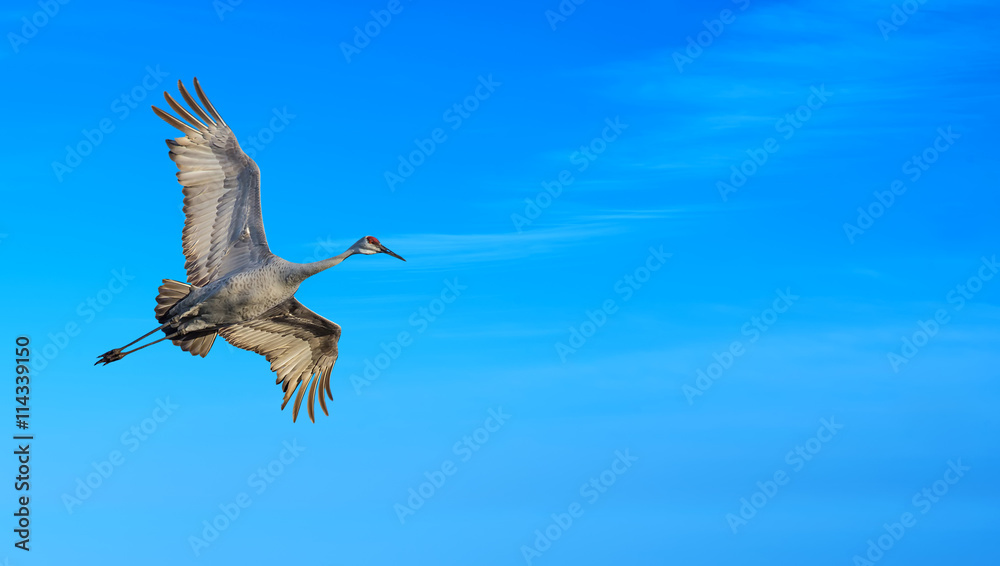 Obraz premium Beautiful tropical crane