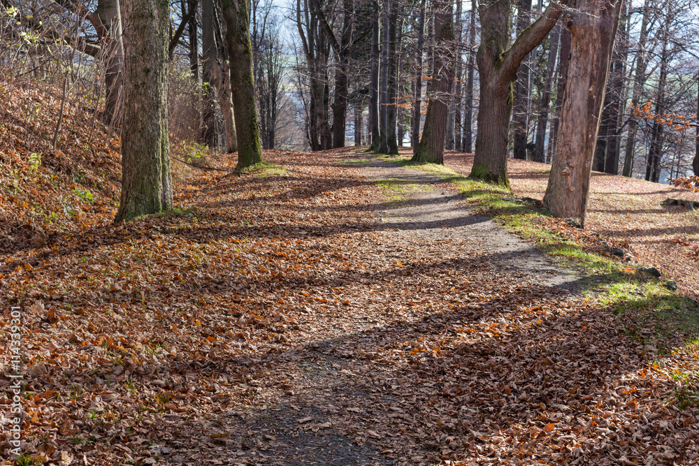 Country road running through tree alley. Country road running through tree alley.