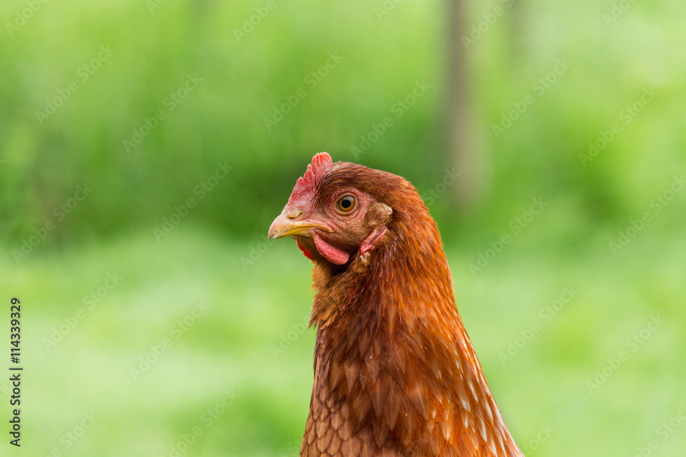 Free range chicken hen portrait on grass in farm Free range chicken hen portrait on grass in farm