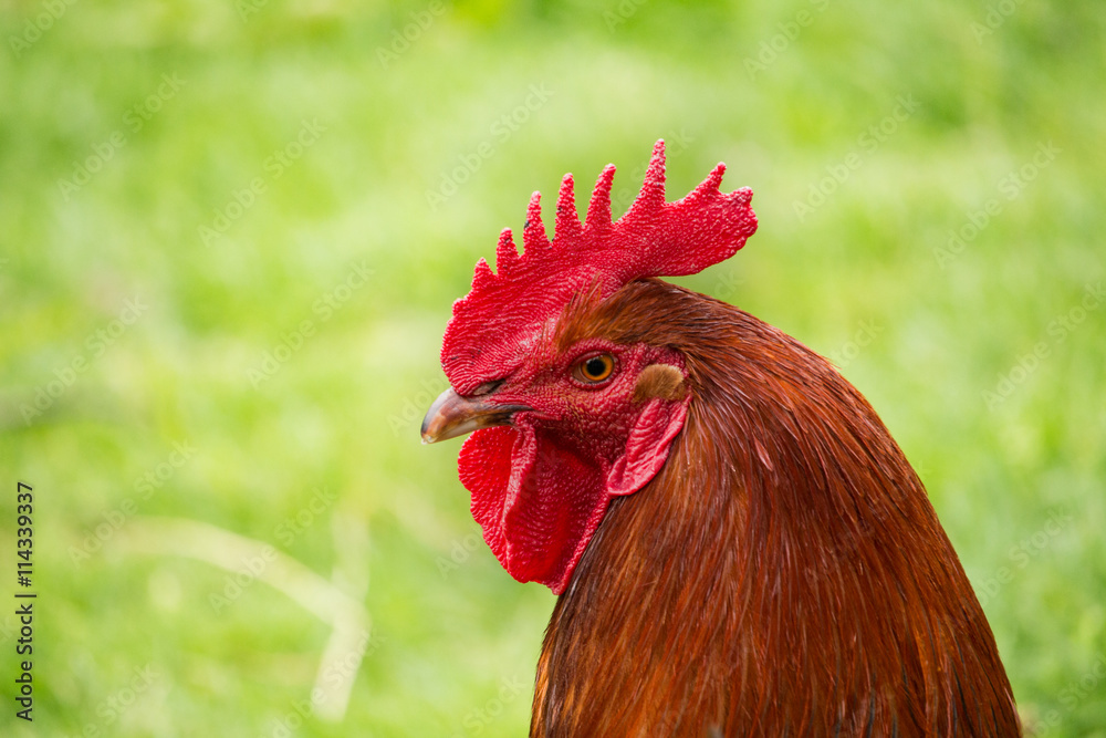 Cock close up on the farm, green grass background
