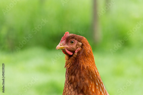 Free range chicken hen portrait on grass in farm © Roman's portfolio