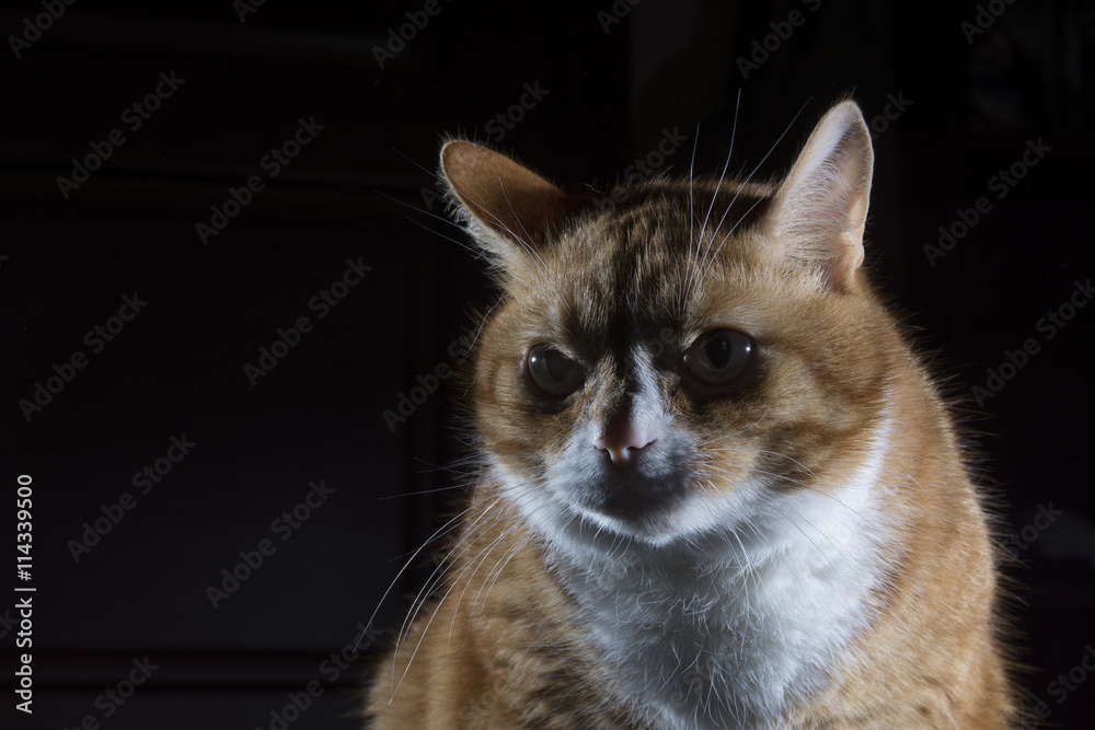 Obraz premium рыжий кот на тёмном фоне