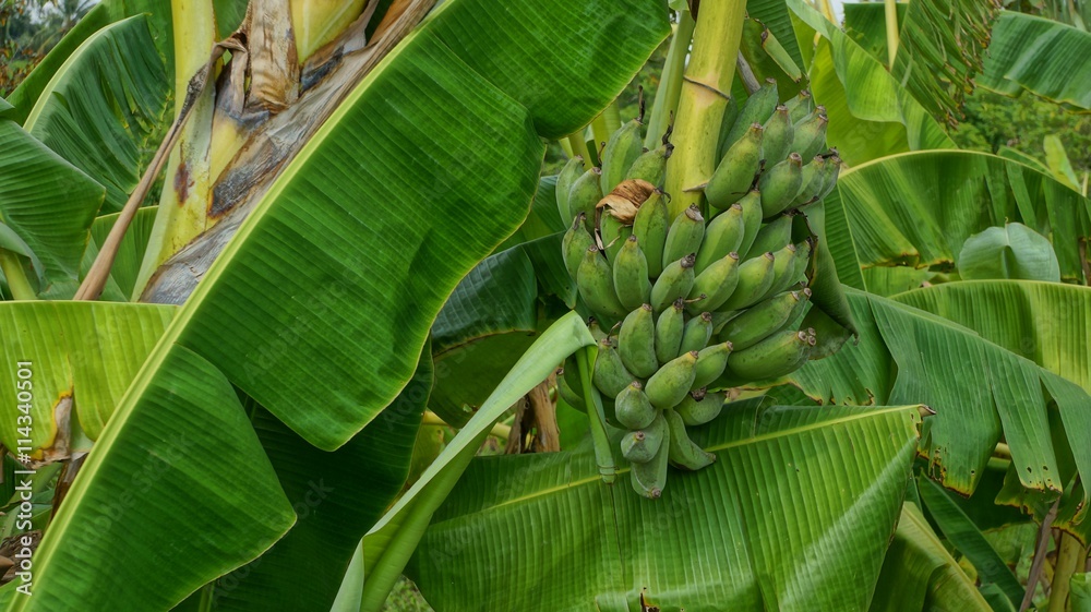 Green banana bunch on banana tree in Vietnam Green banana bunch on banana tree in Vietnam
