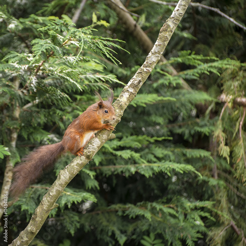 Beautiful red squirrel playing in tree trying to reach food © veneratio