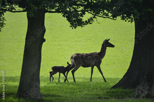 Red deer cervus elaphus doe and fawn walking in sunlight in silh