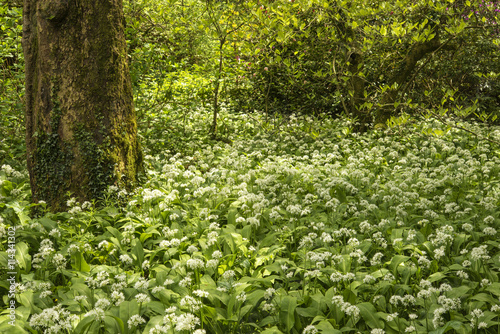 Spring landscape image of wild garlic growing in lush green fore