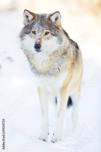 Wolf stands in beautiful winter landscape