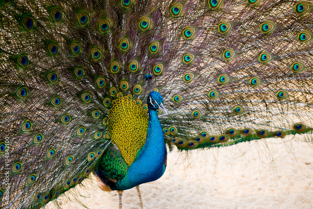 Obraz premium Many newborn rabbit or group of baby bunny sleeping in white cloth