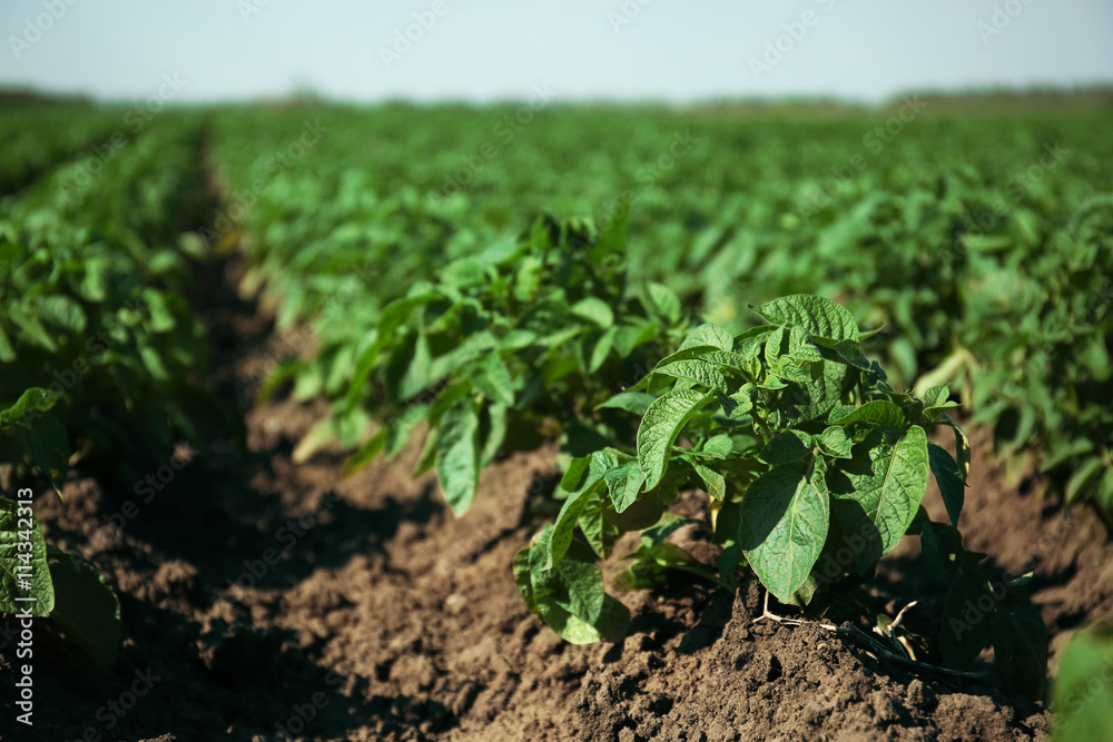 New potatoes growing in the field New potatoes growing in the field