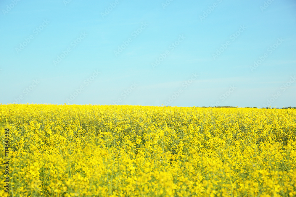 Rapeseed field in blossom
