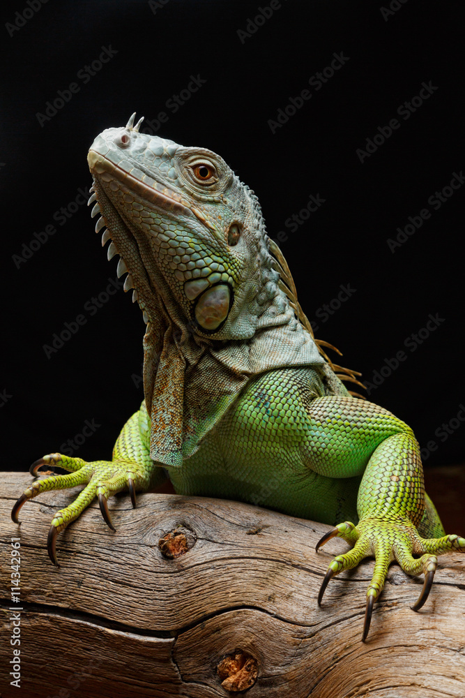 Close-up of a male Green Iguana (Iguana iguana). Close-up of a male Green Iguana (Iguana iguana).