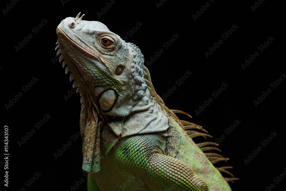 Fototapeta premium Close-up of a male Green Iguana (Iguana iguana).