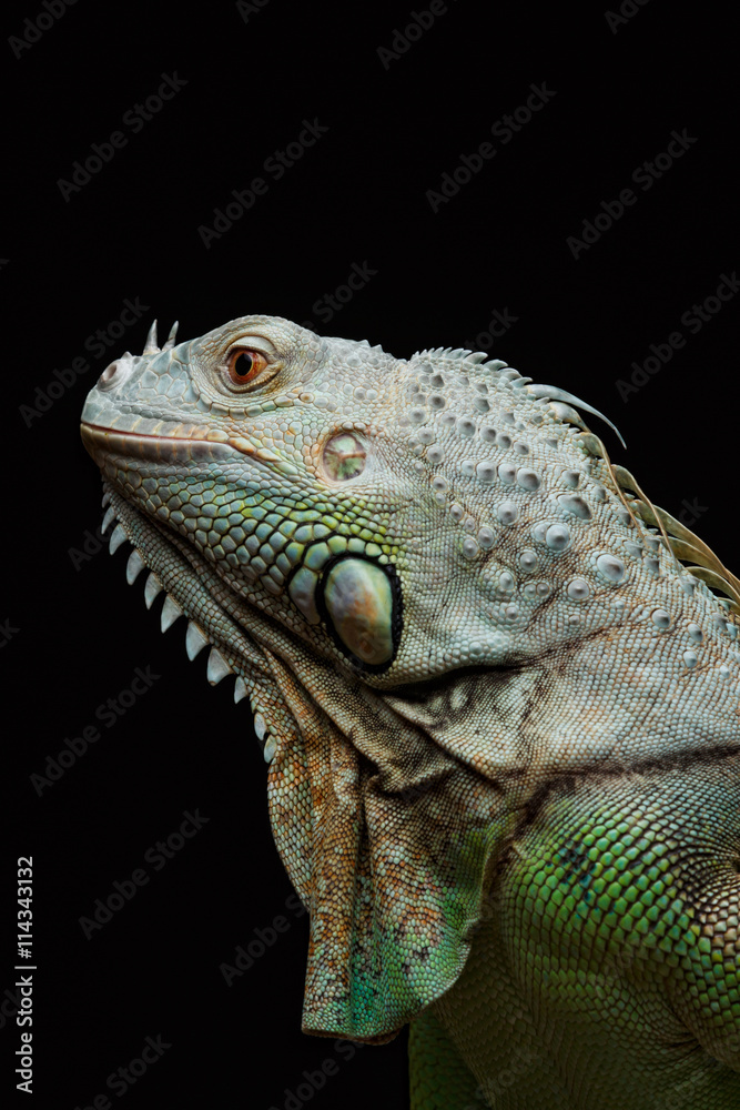 Close-up of a male Green Iguana (Iguana iguana).