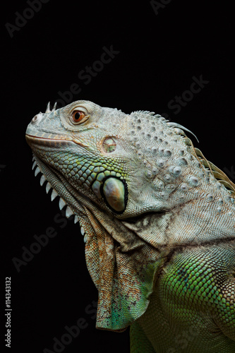 Close-up of a male Green Iguana  Iguana iguana .