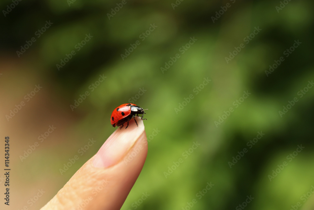 Beautiful ladybird on green nature background Beautiful ladybird on green nature background