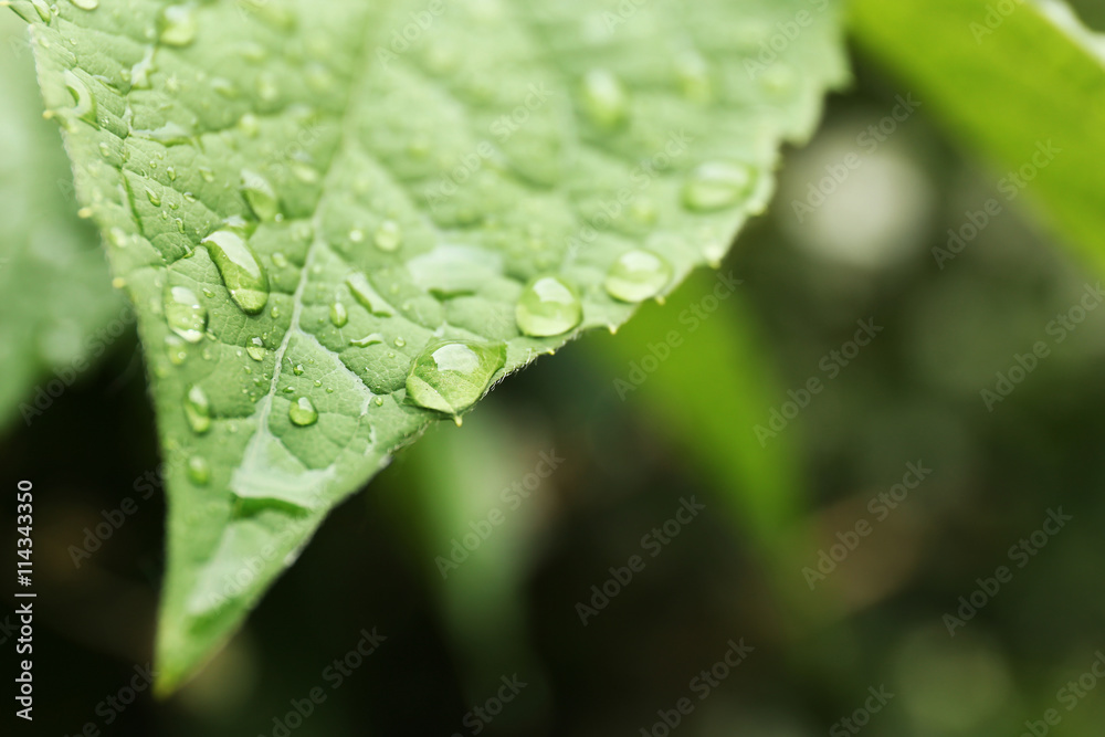 Green leaf, closeup Green leaf, closeup