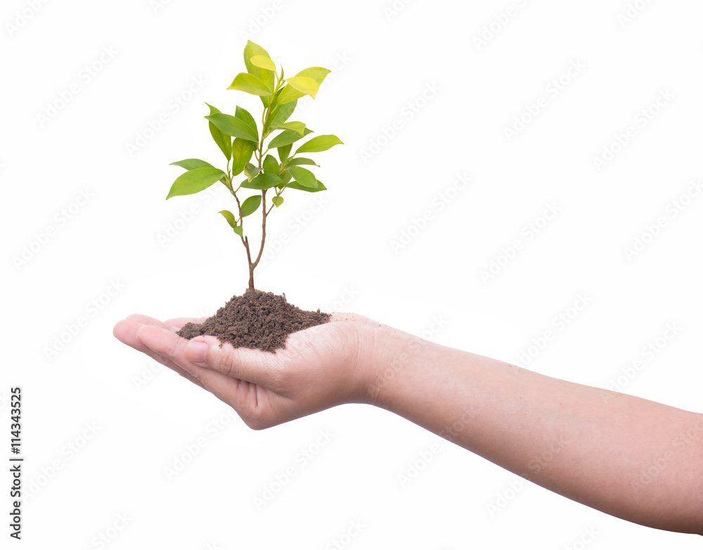 Hand and plant isolated on white background Hand and plant isolated on white background