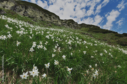 narcissus in mountains