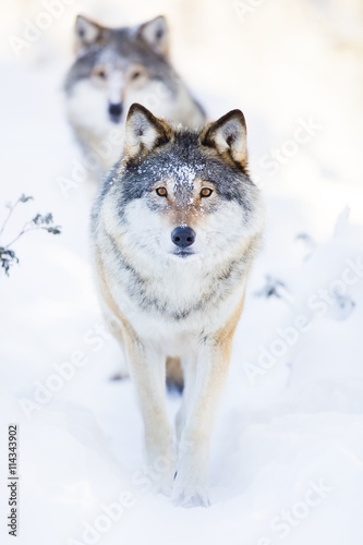 Two wolves in cold winter landscape