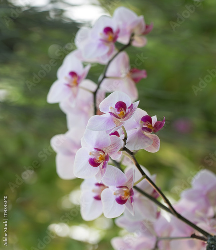 Summer wild orchid in nature