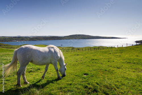 Irish White Horse