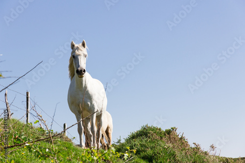 Fototapeta Naklejka Na Ścianę i Meble -  Irish White Horse