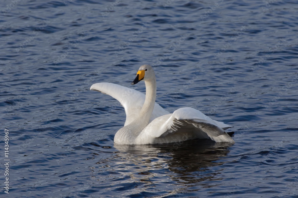 Whooper swan (Cygnus cygnus) swimming in a lake on a sunny spring day in Finland. Whooper swan (Cygnus cygnus) swimming in a lake on a sunny spring day in Finland.