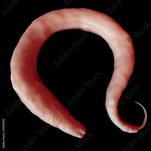 medically accurate illustration of the elegans worm photo