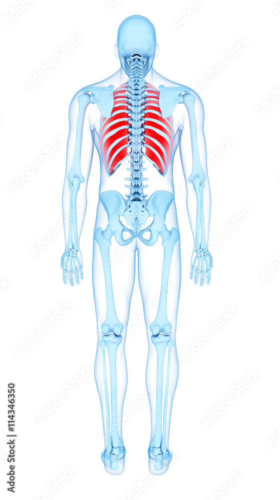 medically accurate illustration of the outer intercostals