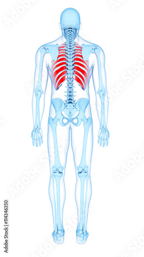 medically accurate illustration of the outer intercostals © Sebastian Kaulitzki