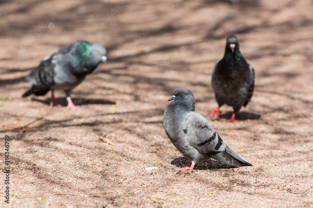 three pigeons on a sunny day three pigeons on a sunny day