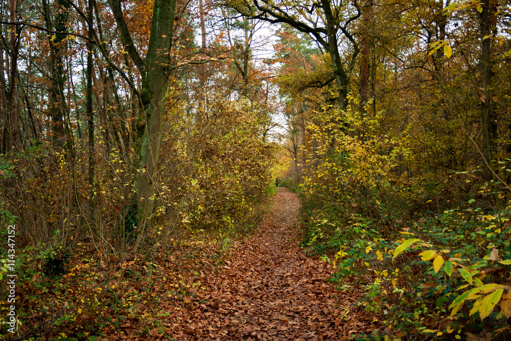 Naklejka premium Wiese
